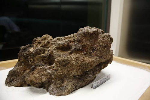 撿石者的意外驚喜 木雕刻品，價值連城的自然饋贈